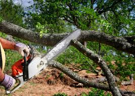 Lawn Renovation and Restoration in Lake Wales, FL