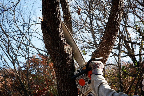 Best Hazardous Tree Removal  in Lake Wales, FL